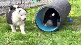 Chiots Laïka De Iakoutie 6 semaines