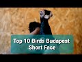 Top 10 Budapest Short Face pigeons 2020