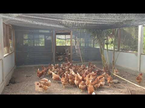 วิธีเลี้ยงไก่ไข่ออแกนิค ไม่ใช้สารเคมี