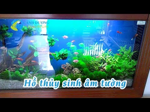 Hồ thủy sinh âm tường 120cm | Hồ Cá Cảnh Dương