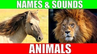 Имена животных и звуки для детей на английском языке - видеосъемка - Изучайте имена животных