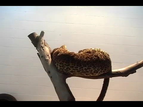 The Village Petstore and Charcoal Grill - Leopard