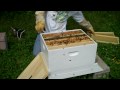 Installing a five frame Nuc in a deep hive body #2