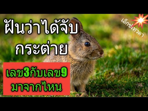 ฝันเห็นกระต่ายวิ่งหรือได้จับกระต่ายน่ารักทำนายฝันได้ว่าอย่างไร