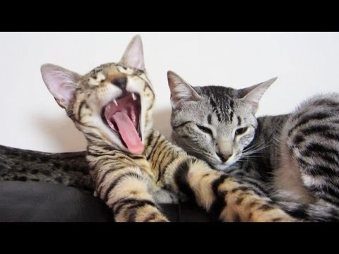 little-monsters.html