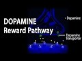 Neuroscience Basics: Dopamine Reward Pathway, Animation.