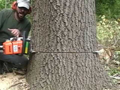 Cut Down a Tree