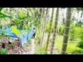 Martandang Tu Mandailing Full Movie