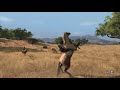 cavalos