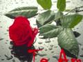 14 de febrero - Día de San Valentín.wmv