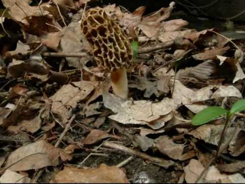 Morel Mushroom Life Cycle (growth) Time Lapse