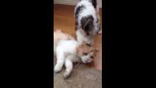 Wire Fox Terrier Puppy Plays With A Cat