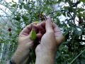 Breeding new tomato varieties: how to cross-pollinate tomatoes