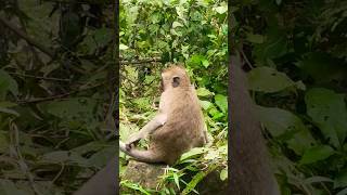 The Red Ants Bit Him A Lot