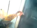 Ayam Aduan Pelung Betina Mantap images Ayam Aduan Pelung Betina Mantap