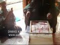 image Dimas Kanjeng Taat Pribadi 01