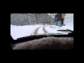 powerful 2 stroke sound uphill on snow with a DKW 3=6 "today Audi" west german Zweitakt Car