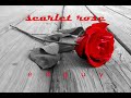 view Scarlet Rose