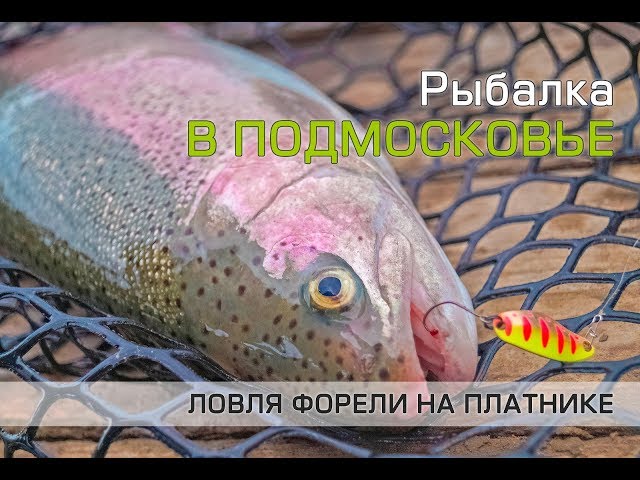 Ловля форели на платнике. Поиск рыбы на незнакомом водоеме