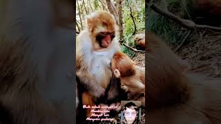 Menyusui Anak Monyet Lain
