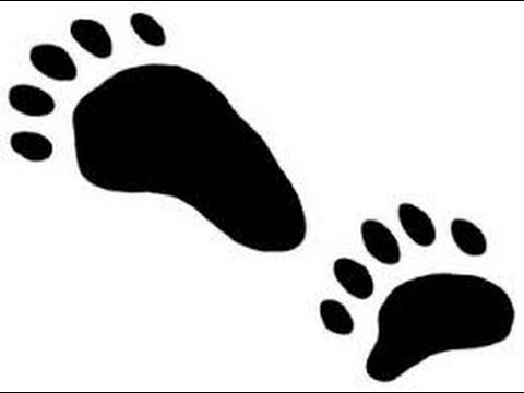 Bear Tracks - YouTube