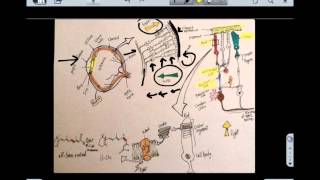 Retina And Phototransduction 1