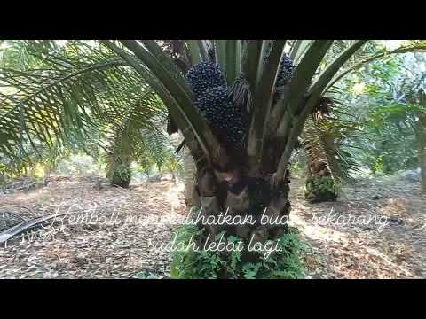 Kembali memperlihatkan buah, sekarang sudah lebat lagi