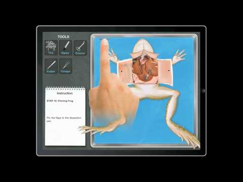 frog disection game