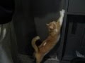 オレも~!と騒ぐ猫