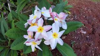 Elcie - Pitcairn Island