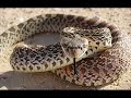 tranquilatus