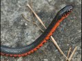tranquilatus