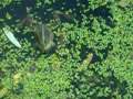 National+Geographic+-+Frogs+in+Ukraine