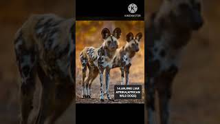 Wild Dog Typesremake Versionmalay And Englsih Dub
