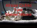 African Cichlid Tank Malawi Mbuna