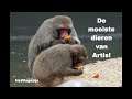 Artis