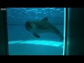 Just how smart are dolphins?  - Inside the Animal Mind - BBC