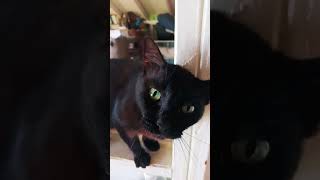 Zawa The Cat Cat .Malu