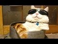 Wanna laugh? Get a cat! - Funny and cute cat compilation