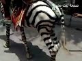 يمني يركب حمار وحشي داخل المدينه ويتجول به وسط ذهول الماره