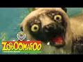 π Zoboomafoo π 119 | Running - Full Episode | Kids TV Shows