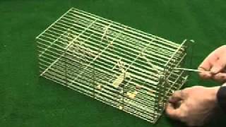 14 Family Rat Trap By Trapman
