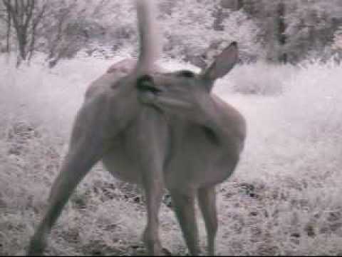 Mineral lick for deer