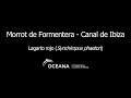 Morrot de Formentera - Canal de Ibiza / Lagarto ro