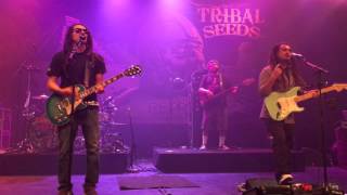 Tribal Seeds In Your Eyes Live At The Observatory North Park In San Diego 12 11 15 Tribal Seeds In Your Eyes Live At The Observatory North Park In San Diego 12 11 15