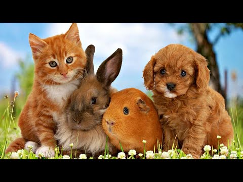 Câu đố vui cho bé - Câu Đố Về Các Con Vật - Đố Vui Cho Bé