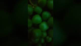 Green Matar Ki Sabji