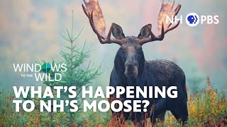 Whats Happening To Nhs Moose? Windows To The Wild