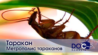 Таракан - Фильм 1. Метрополис Тараканов - Документальный Фильм