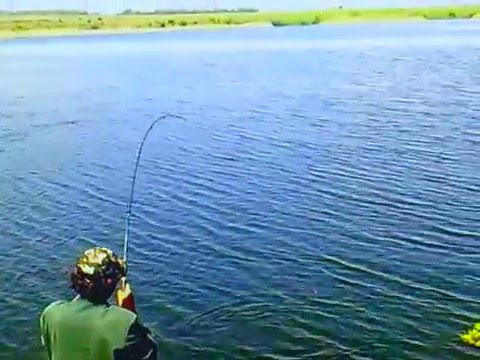 как поймать амура на прудах видео как поймать амура на прудах видео